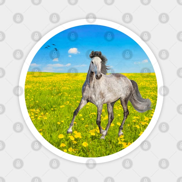 Dapple Gray Horse in Spring Field Magnet by lauradyoung